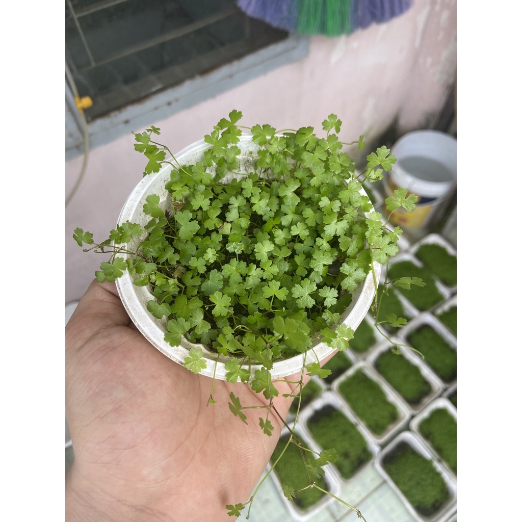 Rau má hương lá nước - Siêu rẻ
