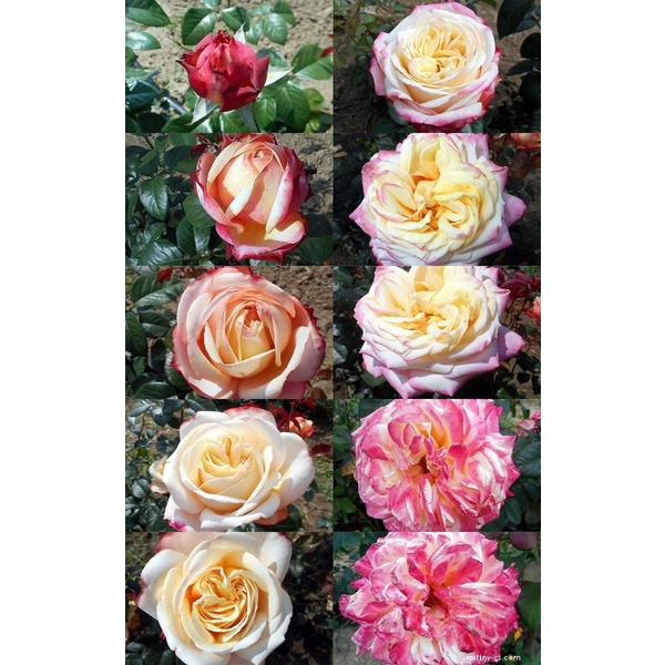 Hoa hồng leo ngoại Kordes’ Jubilee rose