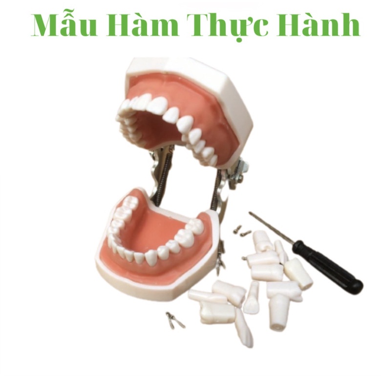 Mẫu Hàm Thực Hành Mài Cùi Nha Khoa, Mô Phỏng Răng Nha Khoa, Lợi Bằng Silicon, Có Thể Thay Thế Răng
