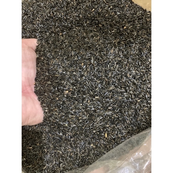 HẠT NIGER KÍCH CỒ YẾN, YẾN HÓT, FINCH