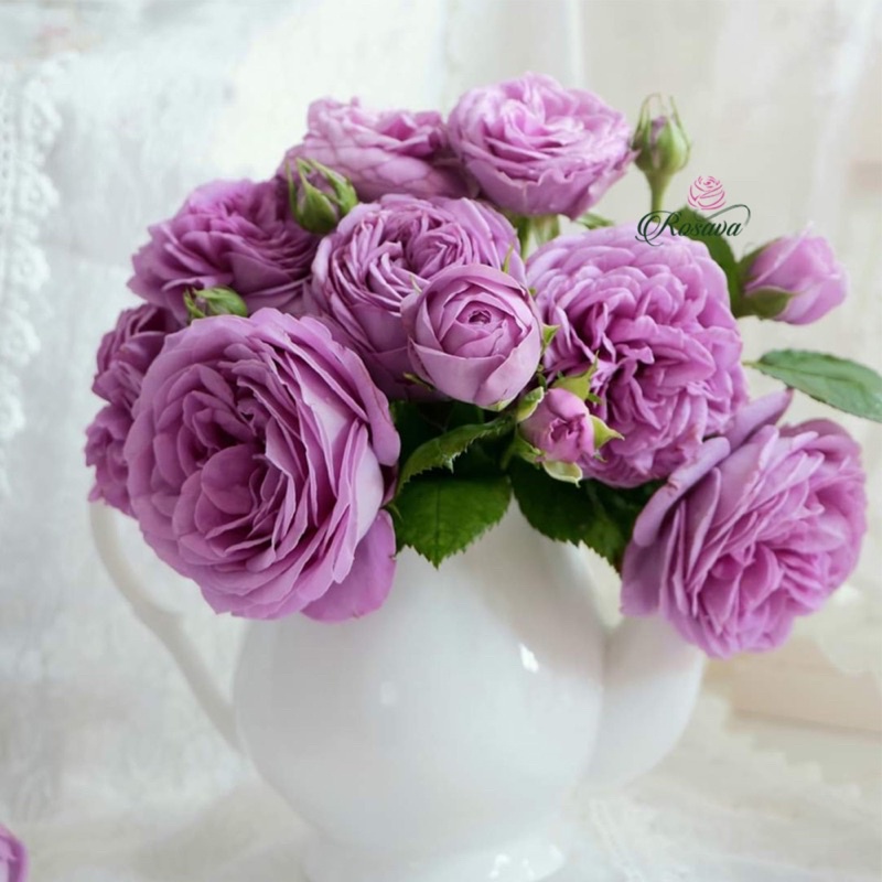 Hoa hồng Kinda blue Rose - hồng bụi, hoa to, màu tím