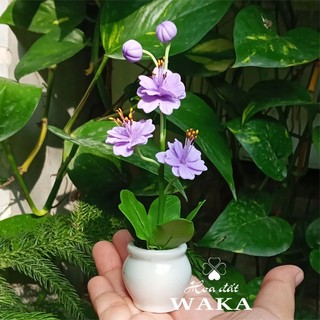 Hoa Đất Sét Mini-Cây Hoa Lài 12cm