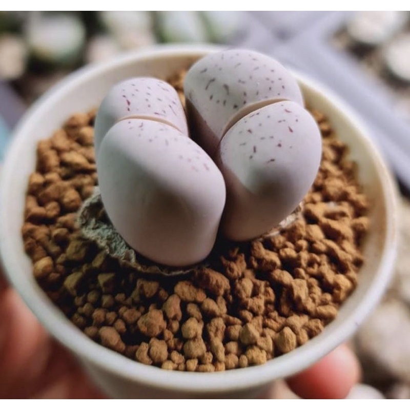 Sen Thạch Lan Dòng Dinterthanus, Lithops Sen Mông 1,5-2cm