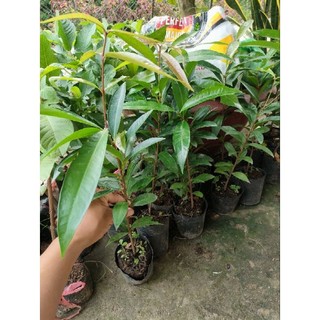 Combo cây gửi khách9