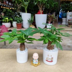 Cây kim ngân để bàn 1 củ đẹp để bàn