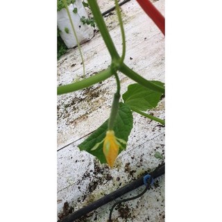[SEEDS] DƯA LEO NẾP [NHẬP HÀN QUỐC]