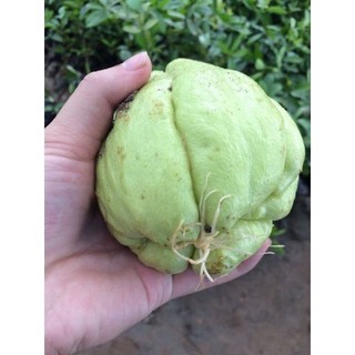 Quả su su giống đã nứt nanh