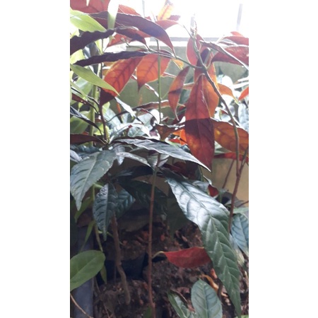 2 Cây đơn lá đỏ (50cm)