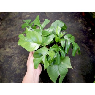 CÂY MON MINI - Cây kiểng lá, decor, cây nội thất