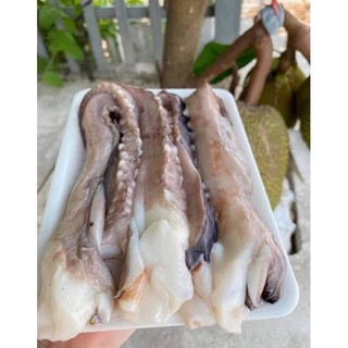 Râu bạch tuộc to 🐙 Râu bạch tuộc khổng lồ
