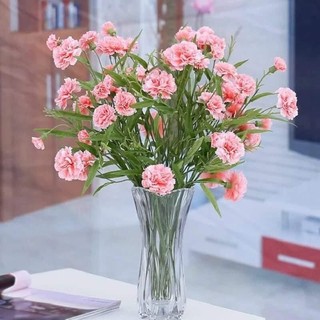 Cây giống hoa Phăng nhiều màu