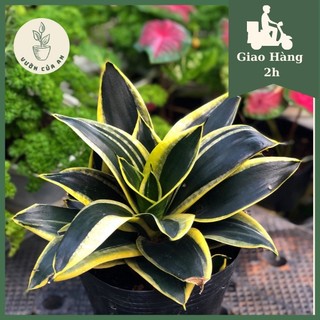 Cây lưỡi hổ búp sen cây cảnh trồng trong nhà trang trí nội thất, văn phòng, cây phong thủy