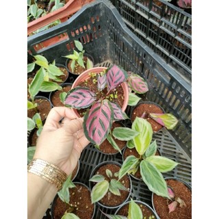 Cây đuôi công rằn hồng bán cây con