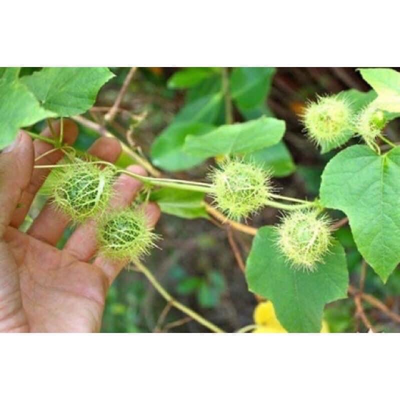 Cây giống lạc tiên nhãn lồng cây trùm bao mua 5 cây tặng thêm 1 cây