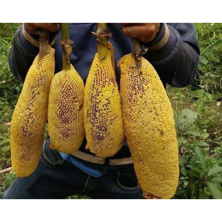 Mật ong hoa rừng 100% tự nhiên nguyên chất