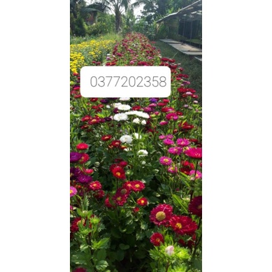 💖💖 3000 hạt( Cúc Magic, cúc Thúy)💛💛💛