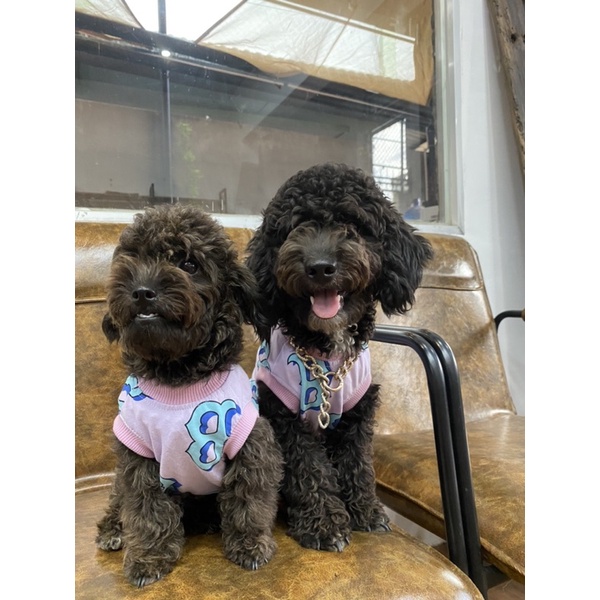 Áo Boston Tím cho thú cưng