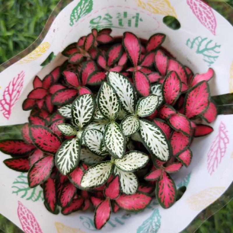 Cây cẩm nhung🍀 Fittonia / lá may mắn🍀