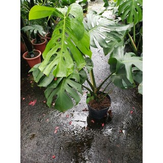 Trầu bà Lá Xẻ Nam Mỹ- Monstera deliciosa(tặng kèm phân bón)