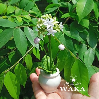 Hoa Đất Sét Mini- ALIUM