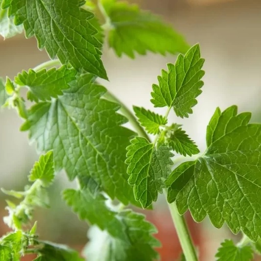 Hạt giống Cây bạc hà mèo - Catnip VTP160 | Vạn Tín Store