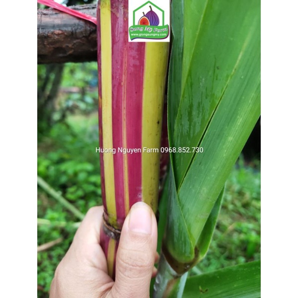 2 cành Giống Mía sọc kẹo Hawai 0.5 m