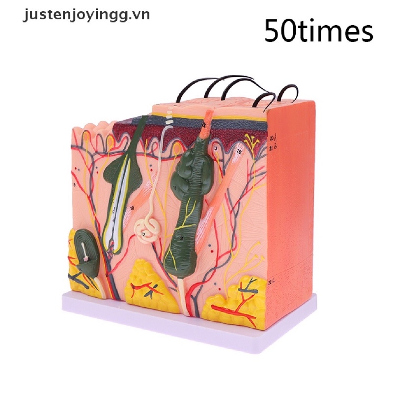 Mô hình giải phẫu da cấu tạo các lớp da trong cơ thể con người dùng giảng dạy trong spa