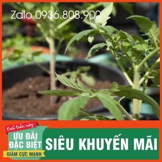 Hạt giống cà chua bi siêu quả ( 30 hạt)