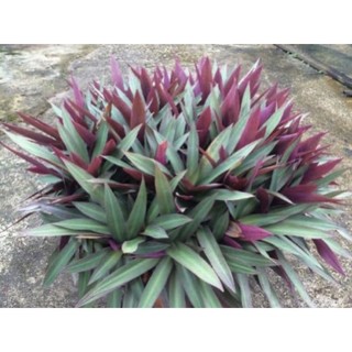 Chậu mềm Tradescantia discolor L'Hér/🍀🌱 sò huyết/🍀🌱 lẻ bạn vừa làm cảnh vừa làm dược liệu🍀🌱