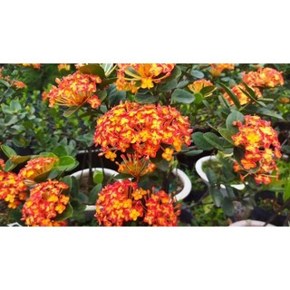 bông trang phụng hoàng cam cây giống cao 25cm