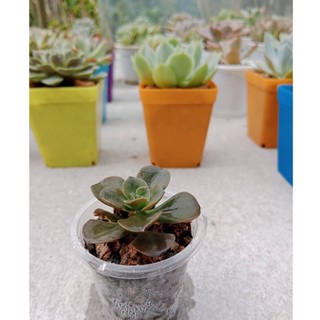 SEN ĐÁ NHẬT NGUYỆT SIZE VỈ