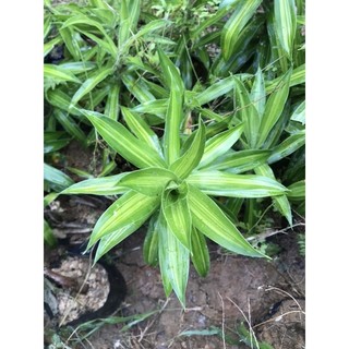 Trúc bách hợp cây cao 30-50cm