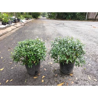 Cây mai vạn phúc (mai tiểu thư)