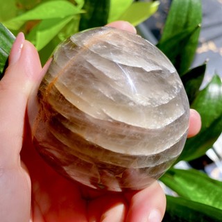 Palm đá Black Sunstone