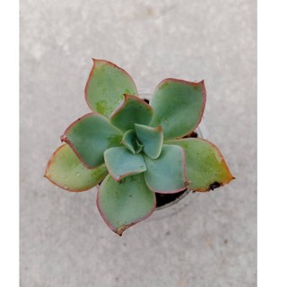 Sen đá bèo viền hồng size vỉ