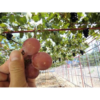 Hạt giống Nho Ruby Roman (Đã ủ kích mầm sẵn tỉ lệ nảy mầm cao) - GÓI HÃNG UY TÍN
