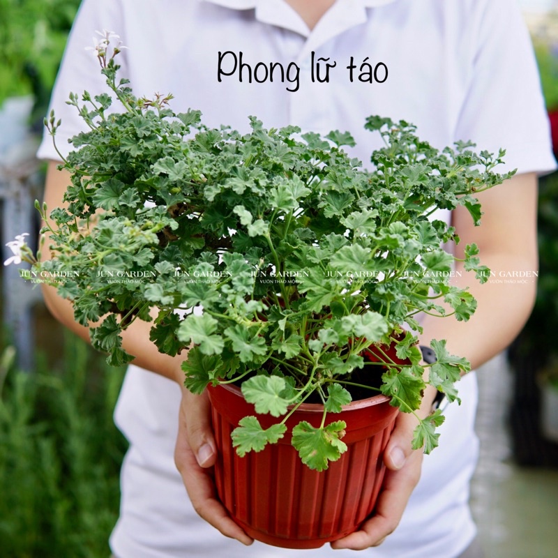 Cây Phong Lữ Táo - Apple Geranium, Rất Thơm Và Dễ Chăm Sóc - Jun Garden