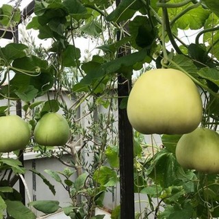 Hạt giống dưa lê siêu ngọt ( tặng phân bón , kích mầm ) .
