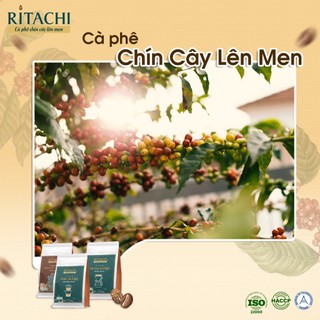 Combo Cà phê Filter Blend và Espresso Blend, Phối Cafe Arabica và Robusta, Cà Phê Pha Máy, ủ lạnh, Cold Brew, tự nhiên