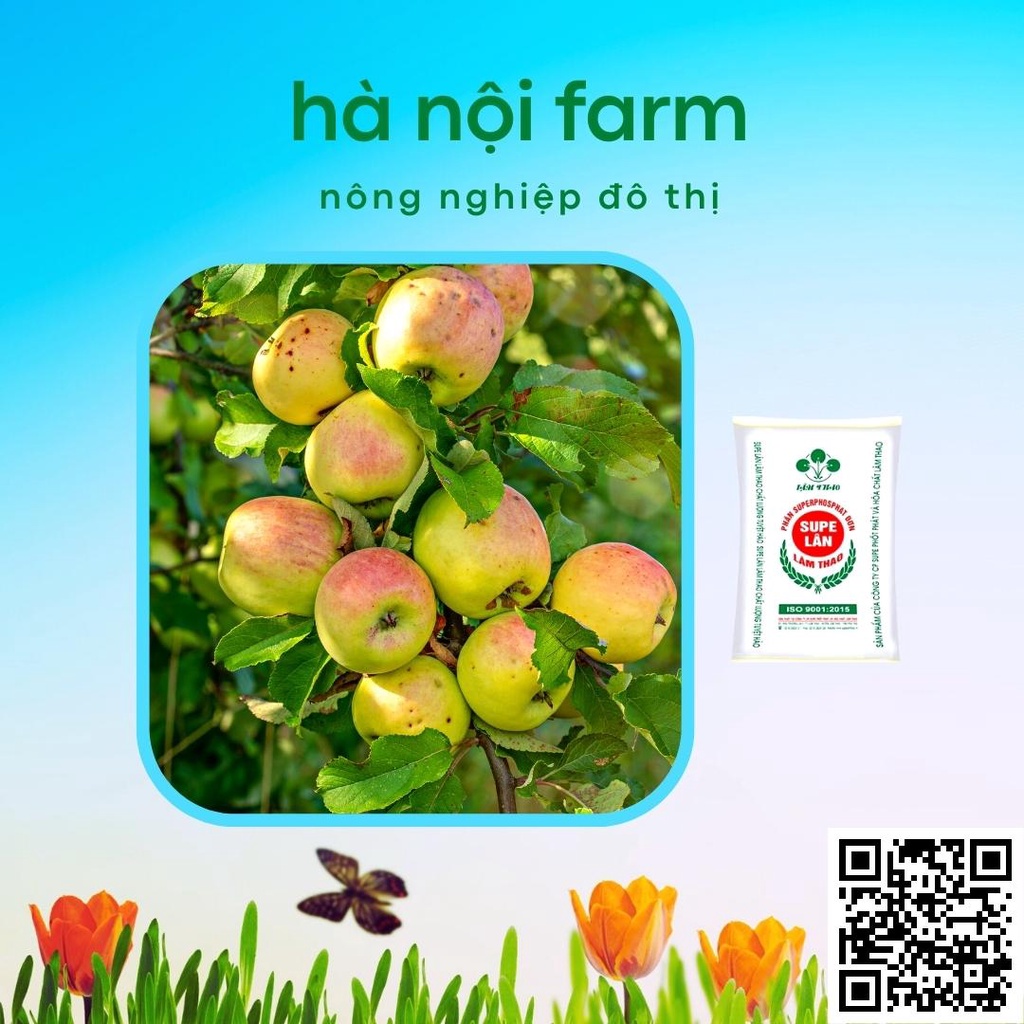 Phân Lân bột Lâm Thao- Supe 500g