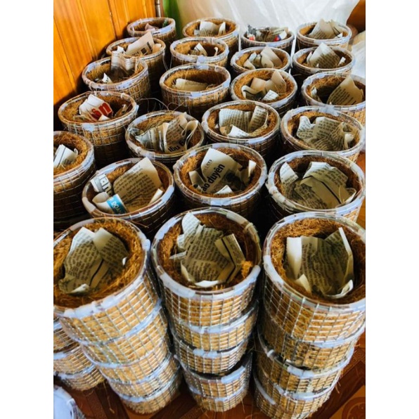 Tổ chim sinh sản chào mào , cu gáy , khướu , họa mi.....