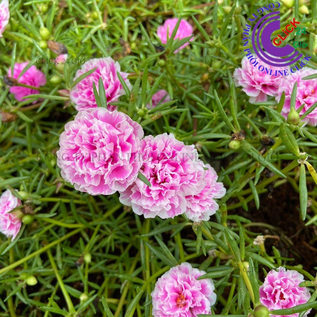 Hoa Mười Giờ SONG HỶ Thái Kép Cành Tơ Siêu Khỏe Ra Rễ Sau 3 Ngày 0867777377