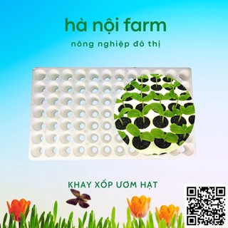 Khay ươm hạt 84 lỗ bằng xốp