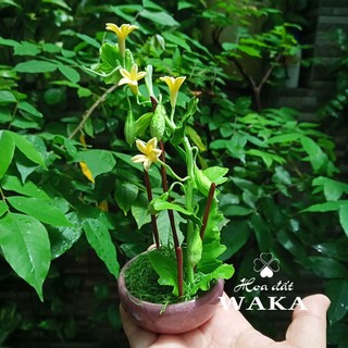 Hoa Đất Sét Mini- Khổ Qua Mini 15cm