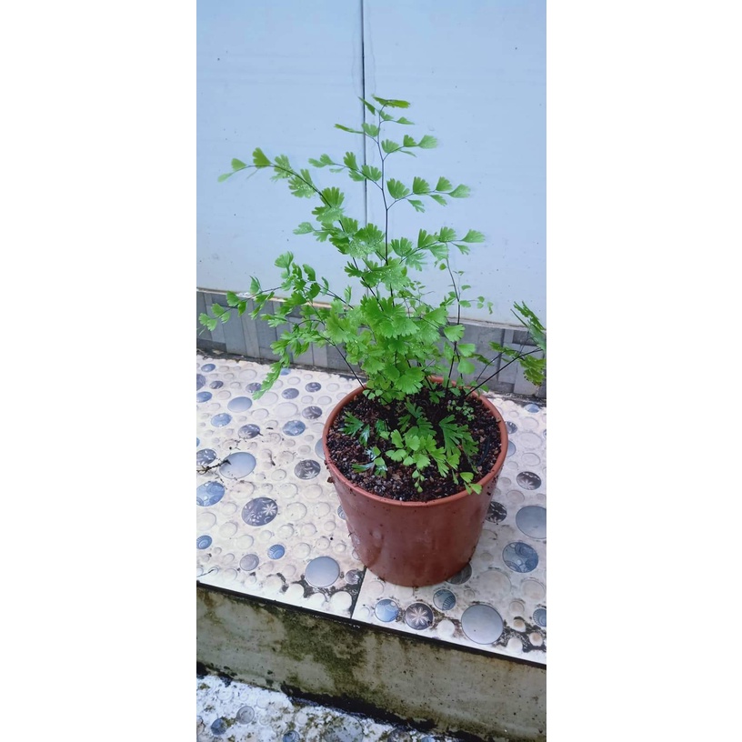 Dương sĩ tóc thần