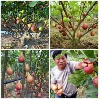 Cây giống sung Mỹ(1 bầu 20cm)