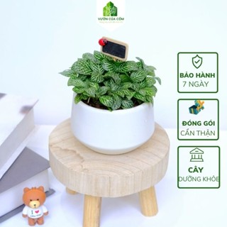  Chậu cây cẩm nhung xanh bụi to kèm chậu sứ trắng mang lai may mắn cho gia chủ   Tặng kèm bảng tên + Bọ   . Món quà tặng 