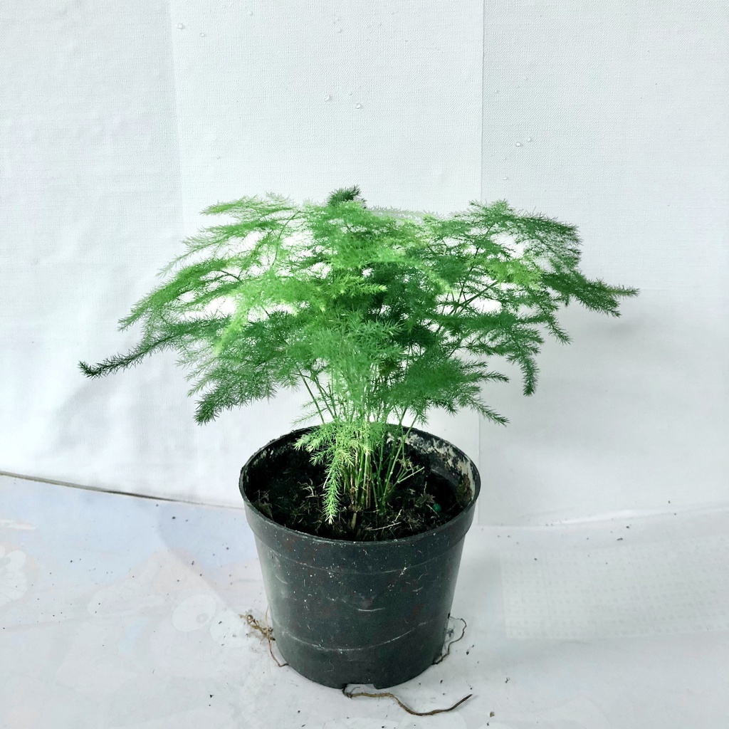 Cây thủy tùng - thủy tùng trồng chậu sứ cao 20cm trang trí tiểu cảnh bàn làm việc