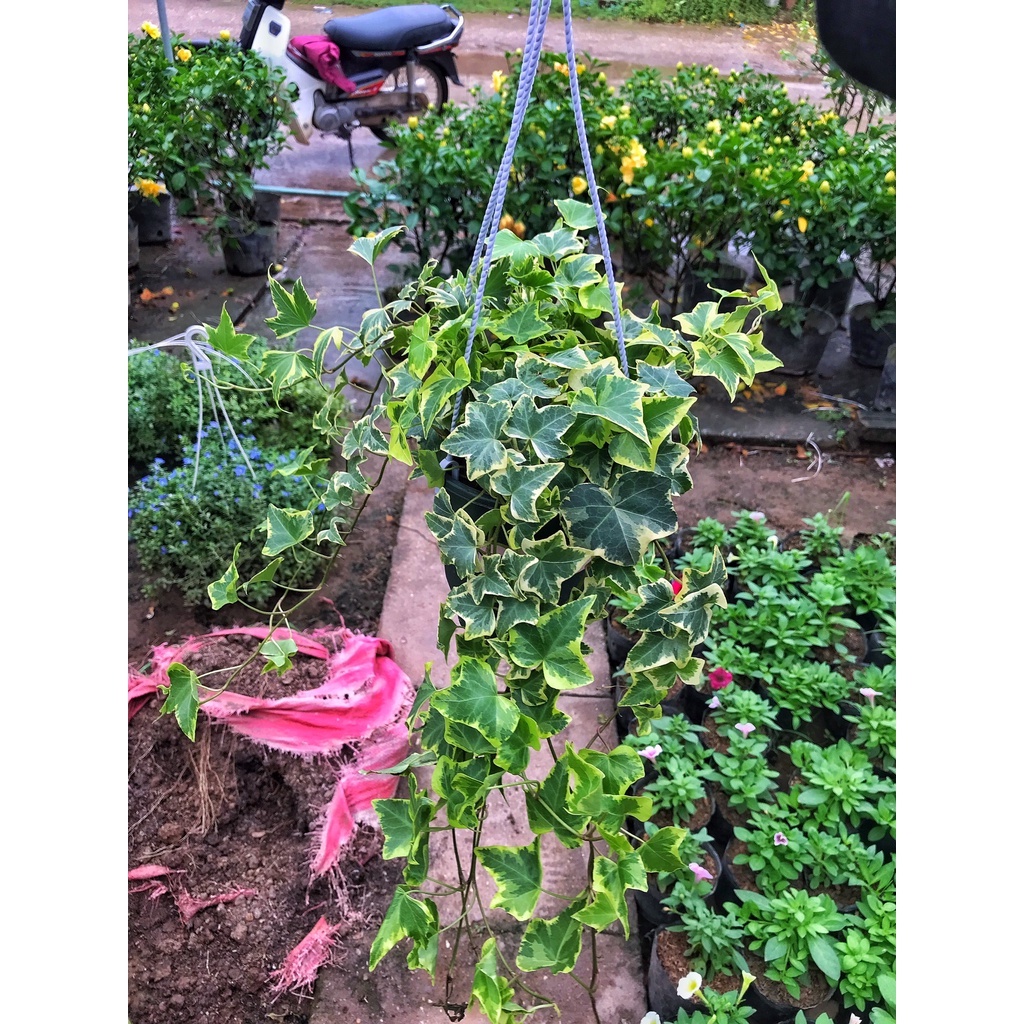 Cây thường xuân là đốm 🍀 GIÁ TẠI VƯỜN 🍀 35cm trồng chậu treo, cây cực nhiều nhánh lá xanh tươi quanh năm dễ chăm sóc