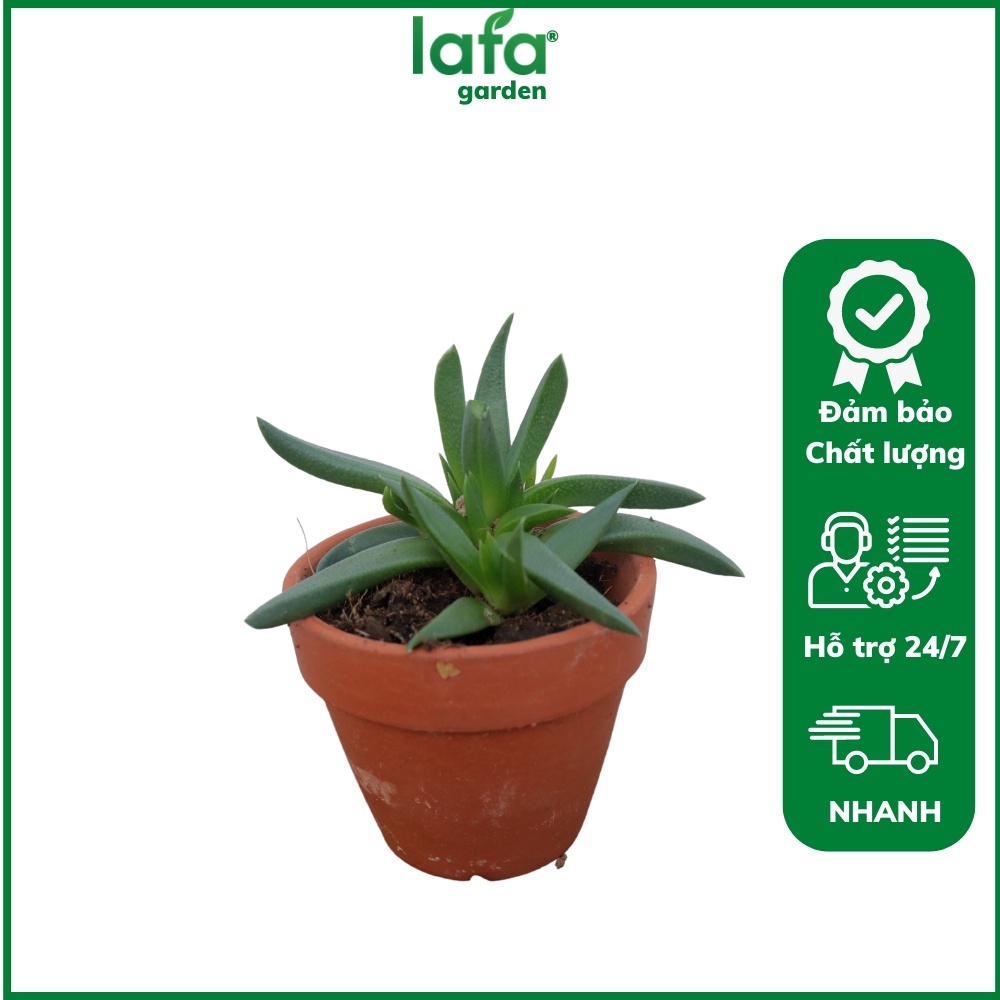 Cây sen đá cỏ ngọc LAFA GARDEN